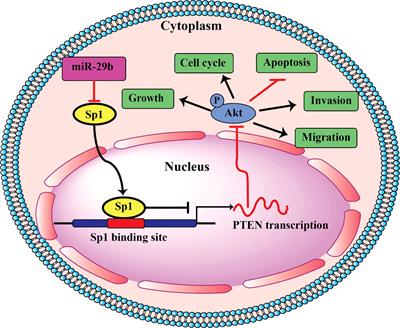 Non-Coding RNAs and Oral Cancer: Small Molecules With Big Functions